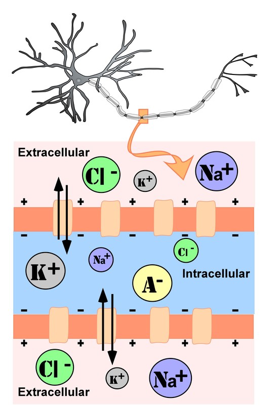 Representation of ion concentrations inside (intracellular) and outside (extracellular) a neuron in the unmylenated segment of the axon. With anions and potassium in higher concentrations inside the neuron and sodium and chloride in higher concentrations outside the neuron. Representation of ion concentrations inside (intracellular) and outside (extracellular) a neuron in the unmylenated segment of the axon. With anions and potassium in higher concentrations inside the neuron and sodium and chloride in higher concentrations outside the neuron.