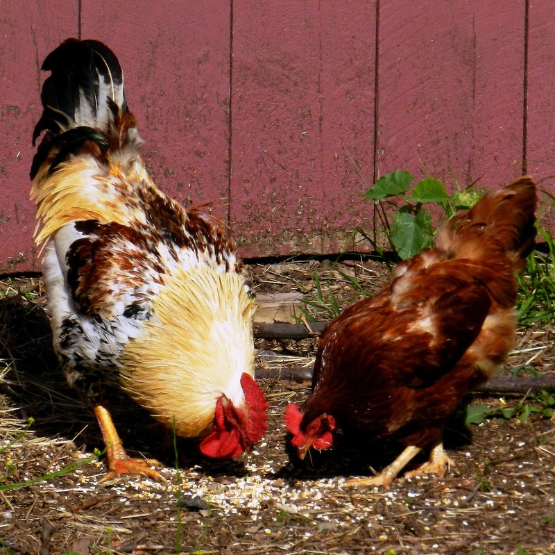 A large multicolored rooster and a smaller hen with only brown feathers eating corn in the yard. A large multicolored rooster and a smaller hen with only brown feathers eating corn in the yard.