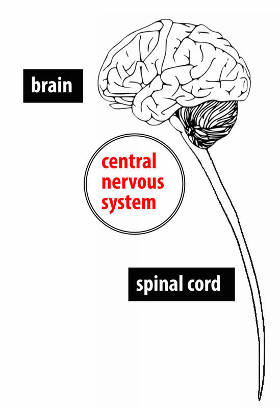 A simple diagram showing the brain and spinal cord. A simple diagram showing the brain and spinal cord.