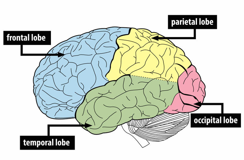 An illustration of the brain showing the four lobes - frontal lobe, temporal lobe, parietal lobe, and occipital lobe. An illustration of the brain showing the four lobes - frontal lobe, temporal lobe, parietal lobe, and occipital lobe.