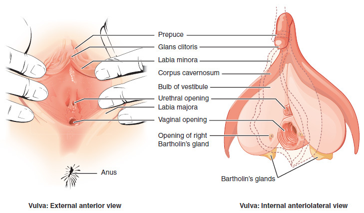 A diagram showing the external anterior and internal anteriolateral view of the vulva. A diagram showing the external anterior and internal anteriolateral view of the vulva.