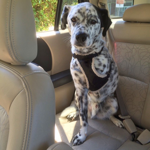 A dog that is missing one of it's front legs sits in the backseat of a car. A dog that is missing one of it's front legs sits in the backseat of a car.
