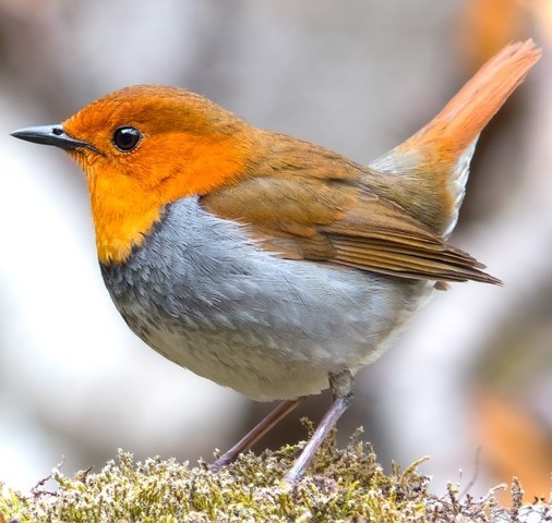A Japanese Robin A Japanese Robin