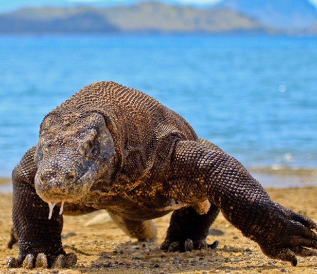 A Komodo Dragon walking across a beach. A Komodo Dragon walking across a beach.
