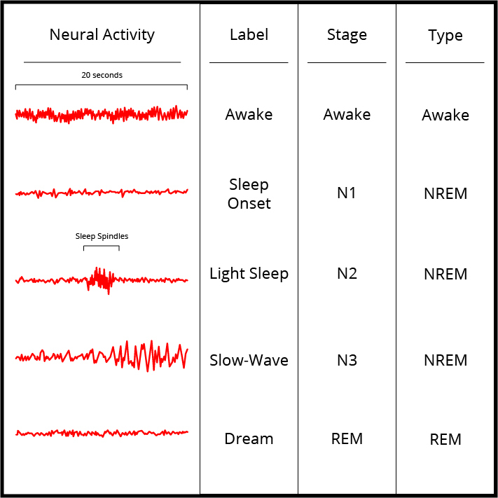 Image accompanies the previously listed stages of sleep Image accompanies the previously listed stages of sleep