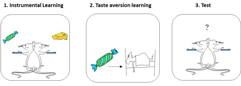 Image depicts the reinforcer devaluation effect described below in the text. Image depicts the reinforcer devaluation effect described below in the text.