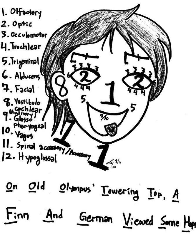 A student has used the numbers 1-12 to draw elements of the human face. Each number corresponds to a specific cranial nerve. For example, the number 1 is used to represent the nose on the face. Each of the twelve numbers also appears in a list next to the face. The number 1 on the list corresponds to the olfactory nerve. The drawing of the face shows the number two in the place where eyes would be found. The number two on the list is shown as the optic nerve. To tie the full list together, the student has used the first letter of each nerve in order from 1-12 to create a sentence which reads, "On Old Olympus' Towering Top, A Finn And German Viewed Some Hops." A student has used the numbers 1-12 to draw elements of the human face. Each number corresponds to a specific cranial nerve. For example, the number 1 is used to represent the nose on the face. Each of the twelve numbers also appears in a list next to the face. The number 1 on the list corresponds to the olfactory nerve. The drawing of the face shows the number two in the place where eyes would be found. The number two on the list is shown as the optic nerve. To tie the full list together, the student has used the first letter of each nerve in order from 1-12 to create a sentence which reads, "On Old Olympus' Towering Top, A Finn And German Viewed Some Hops."