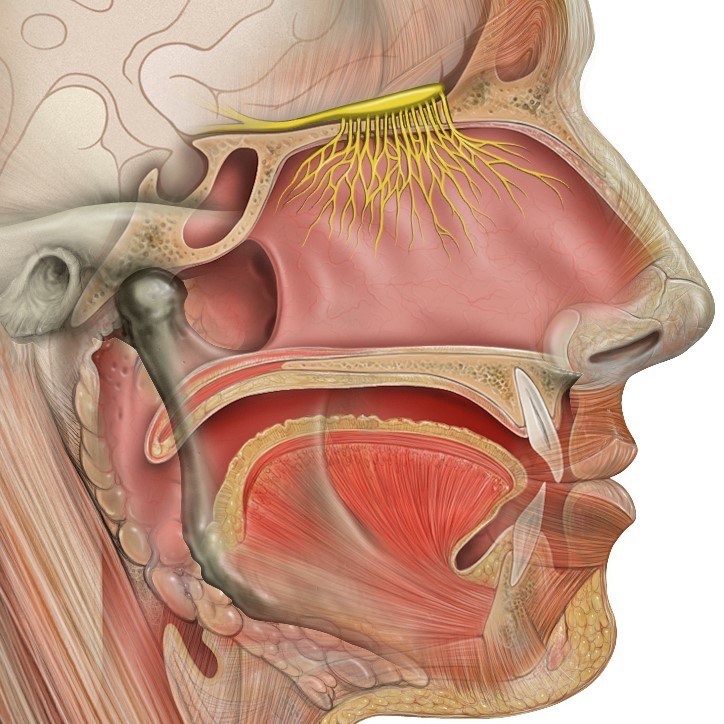 Head anatomy with olfactory nerve Head anatomy with olfactory nerve