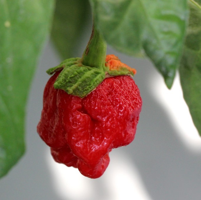 A bright red ghost pepper hangs from a pepper bush. A bright red ghost pepper hangs from a pepper bush.
