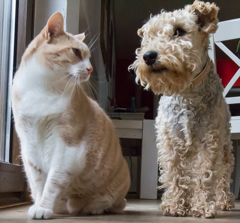 A dog and a cat sit side by side. A dog and a cat sit side by side.
