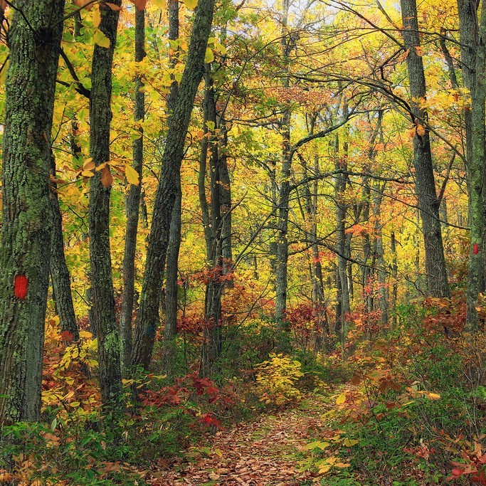 A narrow path covered in leaves passes through a forest. A narrow path covered in leaves passes through a forest.