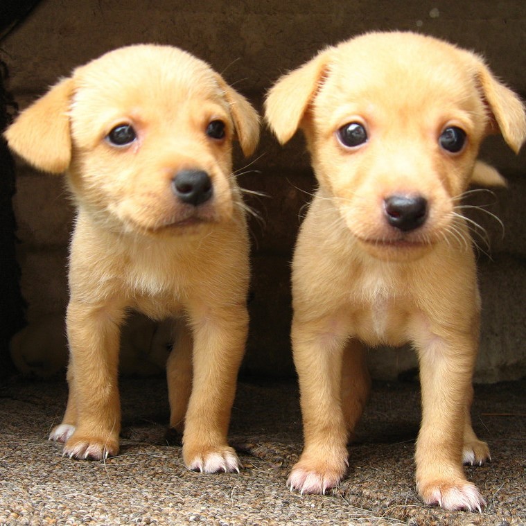 Two nearly identical puppies stand side by side. Two nearly identical puppies stand side by side.