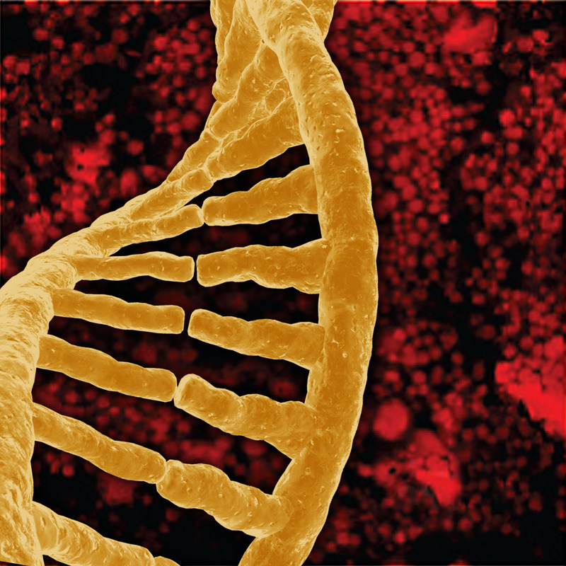 A DNA single strand. A DNA single strand.