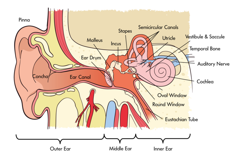 Diagram of the outer, middle, and inner ear. Diagram of the outer, middle, and inner ear.