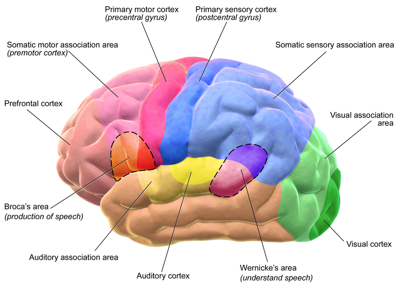 Motor and Sensory Regions of the Cerebral Cortex. Motor and Sensory Regions of the Cerebral Cortex.