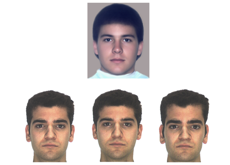 This figure shows a male face averaged from 32 individual faces. In addition, there are 3 variations of a different male face: the original, one morphed toward - and one morphed away from average-ness. In all cases, it is clear that average faces are generally more attractive. This figure shows a male face averaged from 32 individual faces. In addition, there are 3 variations of a different male face: the original, one morphed toward - and one morphed away from average-ness. In all cases, it is clear that average faces are generally more attractive.