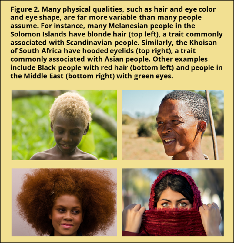 Figure two shows 4 distinct photos of people. These images illustrate the ways that people can differ from our stereotypes of physical features associated with racial categories. The upper left image is of young boy from the Solomon Islands with brown skin but blonde hair. The upper right image depicts a Khoisan man from South Africa. Although he has “typical” African features, he has hooded eyelids that are usually associated with ethnic groups from Asia. The lower left image depicts a black woman with long red hair and the lower right image shows a Middle Eastern woman with a scarf wrapped around her head but her light green eyes showing. The text above the figure reads: "Many physical qualities, such as hair and eye color and eye shape, are far more variable than many people assume. For instance, many Melanesian people in the Solomon Islands have blonde hair (top left), a trait commonly associated with Scandinavian people. Similarly, the Khoisan of South Africa have hooded eyelids (top right), a trait commonly associated with Asian people. Other examples include Black people with red hair (bottom left) and people in the Middle East (bottom right) with green eyes." Figure two shows 4 distinct photos of people. These images illustrate the ways that people can differ from our stereotypes of physical features associated with racial categories. The upper left image is of young boy from the Solomon Islands with brown skin but blonde hair. The upper right image depicts a Khoisan man from South Africa. Although he has “typical” African features, he has hooded eyelids that are usually associated with ethnic groups from Asia. The lower left image depicts a black woman with long red hair and the lower right image shows a Middle Eastern woman with a scarf wrapped around her head but her light green eyes showing. The text above the figure reads: "Many physical qualities, such as hair and eye color and eye shape, are far more variable than many people assume. For instance, many Melanesian people in the Solomon Islands have blonde hair (top left), a trait commonly associated with Scandinavian people. Similarly, the Khoisan of South Africa have hooded eyelids (top right), a trait commonly associated with Asian people. Other examples include Black people with red hair (bottom left) and people in the Middle East (bottom right) with green eyes."