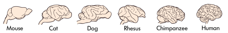 The brains of various animals – mouse, cat, dog, rhesus monkey, chimpanzee and human presented in order of complexity with mouse having the least and human having the most folds and convolutions in the brain. The brains of various animals – mouse, cat, dog, rhesus monkey, chimpanzee and human presented in order of complexity with mouse having the least and human having the most folds and convolutions in the brain.