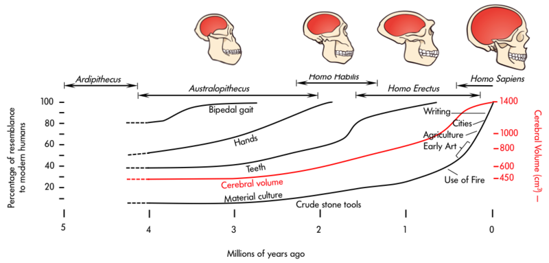 Changes in cerebral volume across evolution – from Ardipithecus to Australopithecus to Homo Habilis to Homo Erectus to Homo Sapiens with the former having the least brain volume and the latter having the most. Changes in cerebral volume across evolution – from Ardipithecus to Australopithecus to Homo Habilis to Homo Erectus to Homo Sapiens with the former having the least brain volume and the latter having the most.