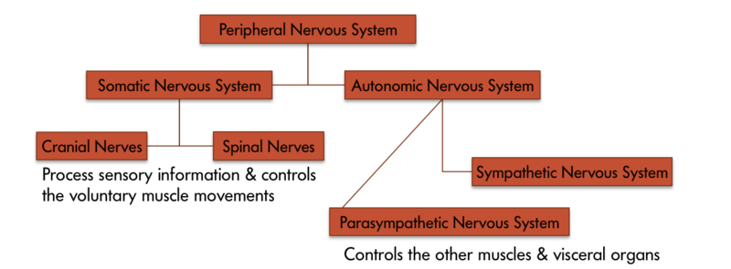 The various components of the peripheral nervous system – the peripheral nervous system consists of two parts – the somatic and the autonomic nervous system. Somatic nervous system is comprised of cranial nerves and spinal nerves which process sensory information and control the voluntary muscle movements. And the autonomic nervous system is comprised of the sympathetic nervous system and the parasympathetic nervous system which control other muscles and visceral organs. The various components of the peripheral nervous system – the peripheral nervous system consists of two parts – the somatic and the autonomic nervous system. Somatic nervous system is comprised of cranial nerves and spinal nerves which process sensory information and control the voluntary muscle movements. And the autonomic nervous system is comprised of the sympathetic nervous system and the parasympathetic nervous system which control other muscles and visceral organs.