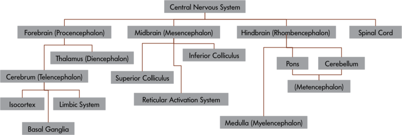 The central nervous system and its components – the CNS is comprised of 4 major distinct components: the Forebrain, the Midbrain, the Hindbrain and the Spinal Cord. The Forebrain, or Prosencephalon is comprised of Thalamus (Diencephalon), Cerebrum (Telencephalon), and the Cerebrum, is in turn comprised of Isocortex, the Limbic System and Basal Ganglia. The Midbrain or Mesencephalon is composed of Superior and Inferior Colliculi and the Reticular Activation System. The Hindbrain, or Rhombencephalon contains Medulla, Pons and Cerebellum with the latter two being a part of the Metencephalon. The central nervous system and its components – the CNS is comprised of 4 major distinct components: the Forebrain, the Midbrain, the Hindbrain and the Spinal Cord. The Forebrain, or Prosencephalon is comprised of Thalamus (Diencephalon), Cerebrum (Telencephalon), and the Cerebrum, is in turn comprised of Isocortex, the Limbic System and Basal Ganglia. The Midbrain or Mesencephalon is composed of Superior and Inferior Colliculi and the Reticular Activation System. The Hindbrain, or Rhombencephalon contains Medulla, Pons and Cerebellum with the latter two being a part of the Metencephalon.