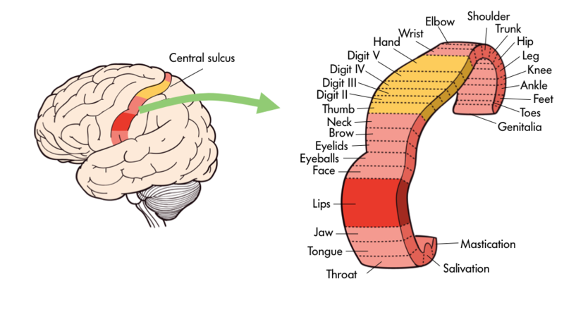 Specific body parts being mapped out onto the brain’s Central Sulcus. Like throat and surrounding areas, face and surrounding areas, neck, hand, arm, digits and the surrounding areas, trunk, the leg and surrounding areas, and genitalia. Specific body parts being mapped out onto the brain’s Central Sulcus. Like throat and surrounding areas, face and surrounding areas, neck, hand, arm, digits and the surrounding areas, trunk, the leg and surrounding areas, and genitalia.