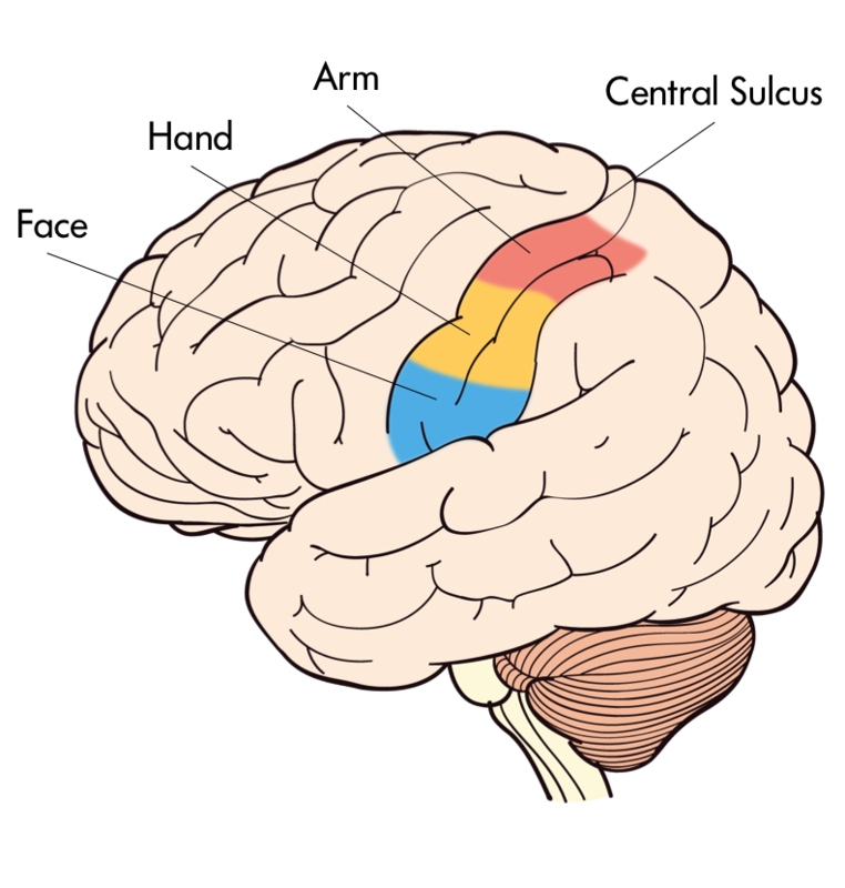 The Primary Somatosensory Cortex provides innervation to face, hand, arm among other body parts. The Primary Somatosensory Cortex provides innervation to face, hand, arm among other body parts.