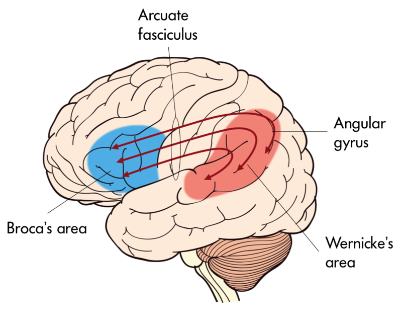 This image depicts Broca’s and Wernicke's areas in the brain with Broca’s being more anterior and Wernicke’s more posterior relative to one another with Arcuate Fasciculus in-between. This image depicts Broca’s and Wernicke's areas in the brain with Broca’s being more anterior and Wernicke’s more posterior relative to one another with Arcuate Fasciculus in-between.