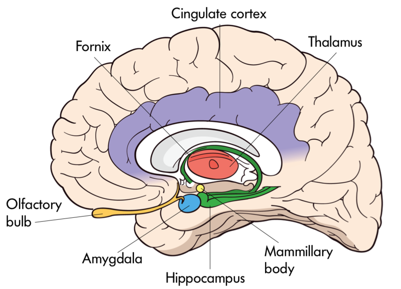 The interior of the brain with organelles including: Olfactory Bulb, Fornix, Cingulate Cortex, Thalamus, Mammillary Body, Hippocampus, and Amygdala. The interior of the brain with organelles including: Olfactory Bulb, Fornix, Cingulate Cortex, Thalamus, Mammillary Body, Hippocampus, and Amygdala.