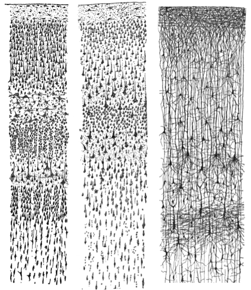 Three drawings depicting hundreds of individual neurons as observed through a microscope. Three drawings depicting hundreds of individual neurons as observed through a microscope.