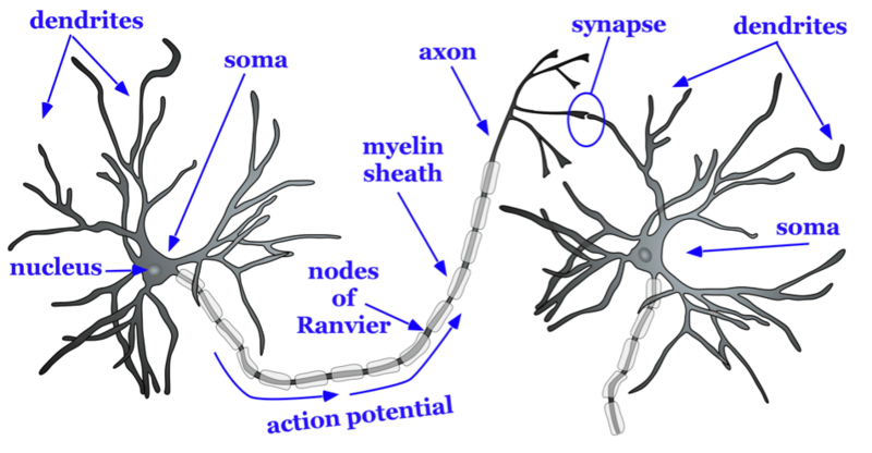 Basic structure of a neuron: A typical neuron consists of an axon (which is covered in myelin sheath that is separated by Nodes of Ranvier), soma (with a nucleus) and dendrites on it. Action potential travels down an axon of a neuron and arrives at the synapse – a gap between two neurons. Basic structure of a neuron: A typical neuron consists of an axon (which is covered in myelin sheath that is separated by Nodes of Ranvier), soma (with a nucleus) and dendrites on it. Action potential travels down an axon of a neuron and arrives at the synapse – a gap between two neurons.