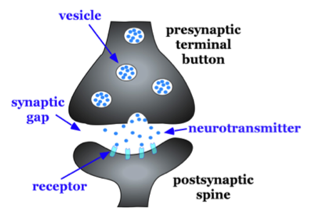 Characteristics of a synapse: A synapse is a gap between two neurons – a presynaptic neuron and a postsynaptic neuron. When an action potential arrives at the synaptic gap, vesicles with neurotransmitter bind to the membrane of the presynaptic neuron and release the neurotransmitter into a synaptic gap. Neurotransmitter then binds to the receptors on the postsynaptic neuron. Characteristics of a synapse: A synapse is a gap between two neurons – a presynaptic neuron and a postsynaptic neuron. When an action potential arrives at the synaptic gap, vesicles with neurotransmitter bind to the membrane of the presynaptic neuron and release the neurotransmitter into a synaptic gap. Neurotransmitter then binds to the receptors on the postsynaptic neuron.