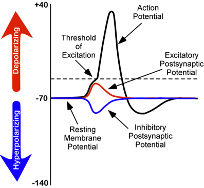 Changes in membrane potentials of neurons. Resting membrane potential is at -70 mV, inhibitory postsynaptic potential is a -80 mV, excitatory postsynaptic potential reaching the threshold of excitation at -50 mV, and completely depolarizing at +40 mV. Changes in membrane potentials of neurons. Resting membrane potential is at -70 mV, inhibitory postsynaptic potential is a -80 mV, excitatory postsynaptic potential reaching the threshold of excitation at -50 mV, and completely depolarizing at +40 mV.