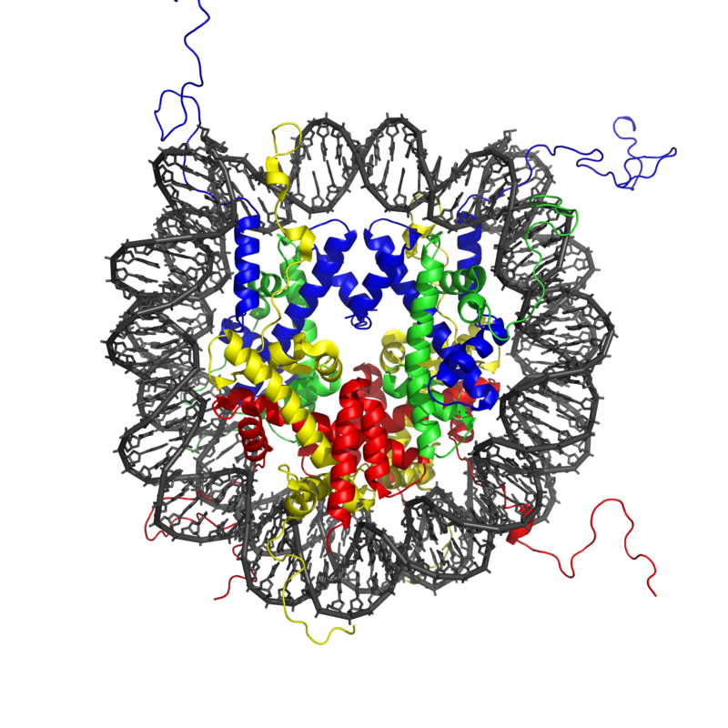 Model of a histone protein Model of a histone protein