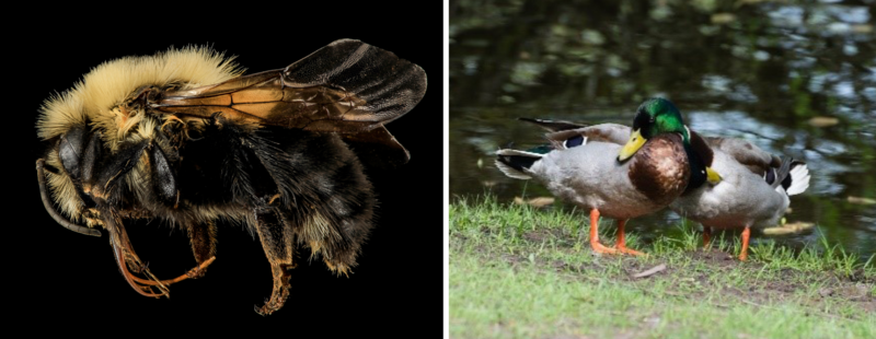 An intersexual two-spotted bumble bee and two mallard ducks. An intersexual two-spotted bumble bee and two mallard ducks.
