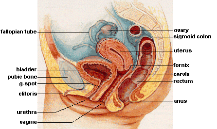 A cross-sectional diagram of the female internal sex organs. A cross-sectional diagram of the female internal sex organs.