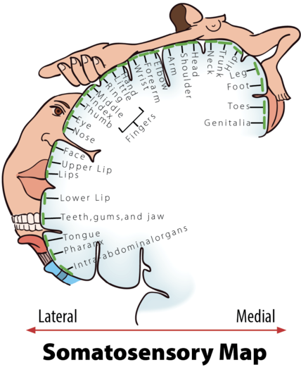 A somatosensory map showing the somatosensory cortex in the brain and the areas in the human body that correspond to it - they are also drawn in proportion to the most sensitive or the most innervated parts of the body. For example, lips, hands, and genitals are disproportionally large showing that they are especially sensitive. A somatosensory map showing the somatosensory cortex in the brain and the areas in the human body that correspond to it - they are also drawn in proportion to the most sensitive or the most innervated parts of the body. For example, lips, hands, and genitals are disproportionally large showing that they are especially sensitive.