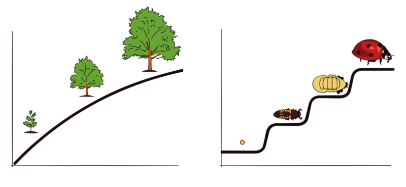 An image shows three stages in the continuous growth of a tree. A second image shows four distinct stages of development in the life cycle of a ladybug. An image shows three stages in the continuous growth of a tree. A second image shows four distinct stages of development in the life cycle of a ladybug.