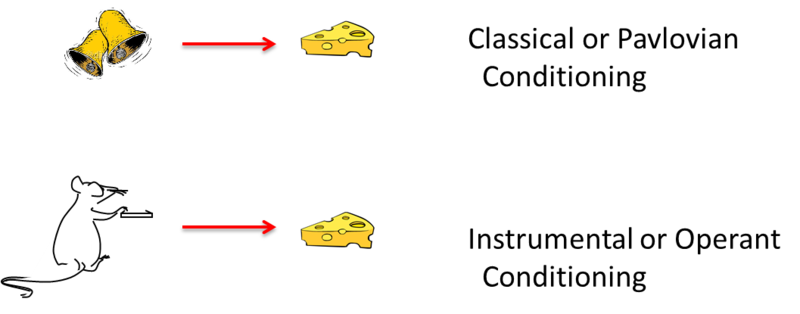 A representation of classical and operant conditioning. The top image shows ringing bells leading to food. The bottom image shows a rat pressing a lever which leads to it receiving food. A representation of classical and operant conditioning. The top image shows ringing bells leading to food. The bottom image shows a rat pressing a lever which leads to it receiving food.