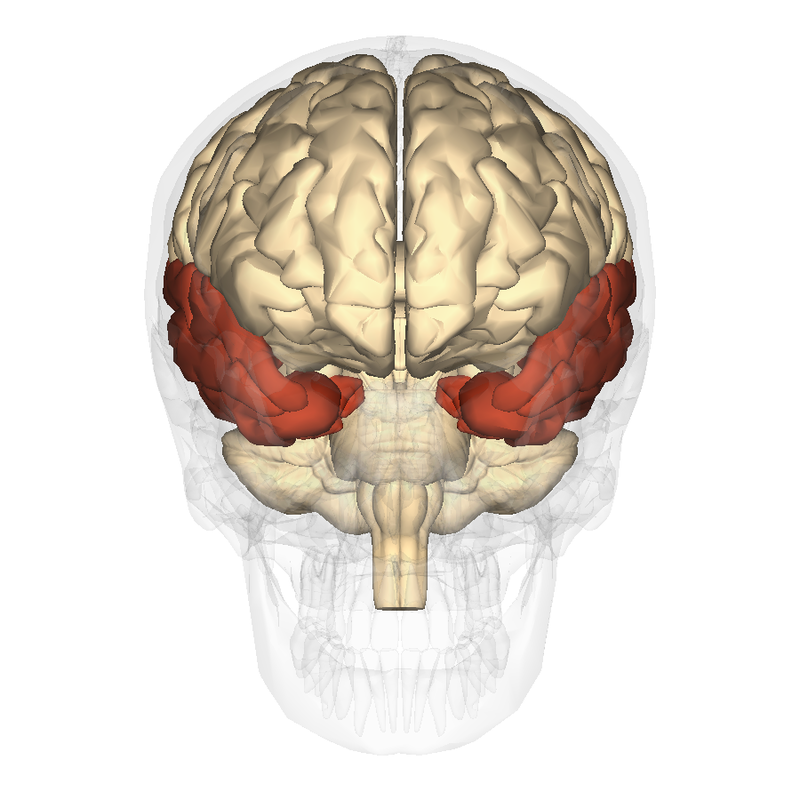 Model of the human brain with temporal lobes highlighted. Model of the human brain with temporal lobes highlighted.